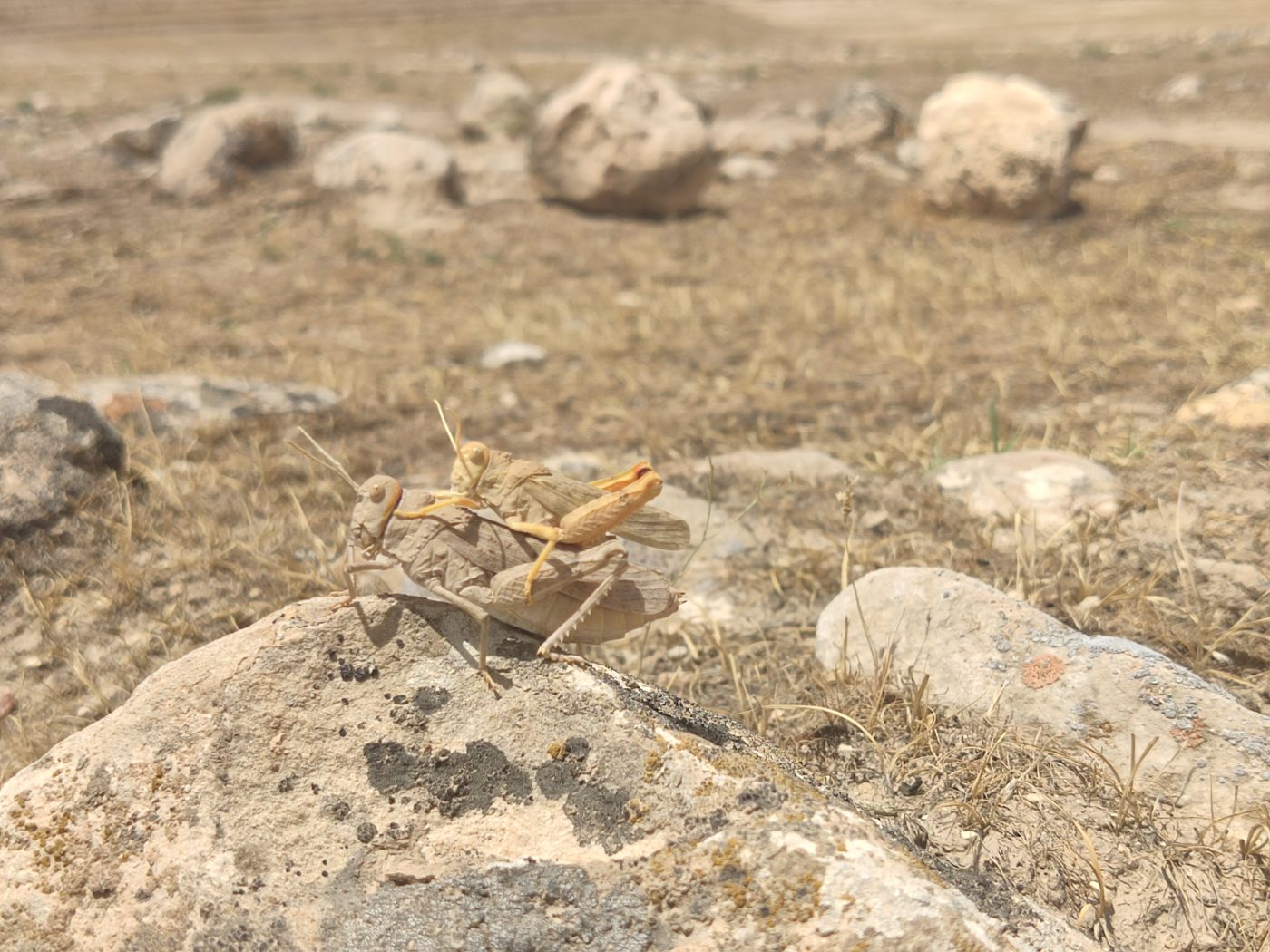 Locust outbreak in Afghanistan threatens major food crisis